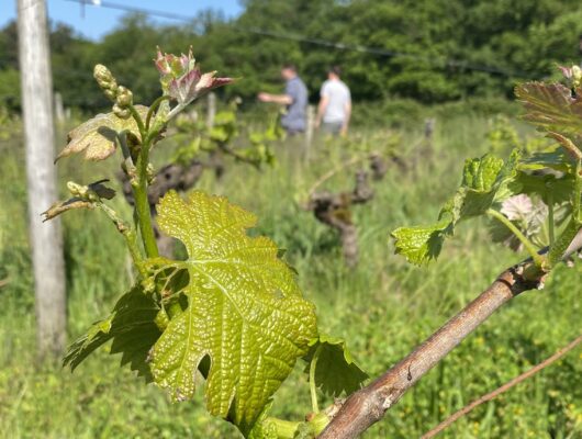 Domaine de la Gonorderie - img-4950