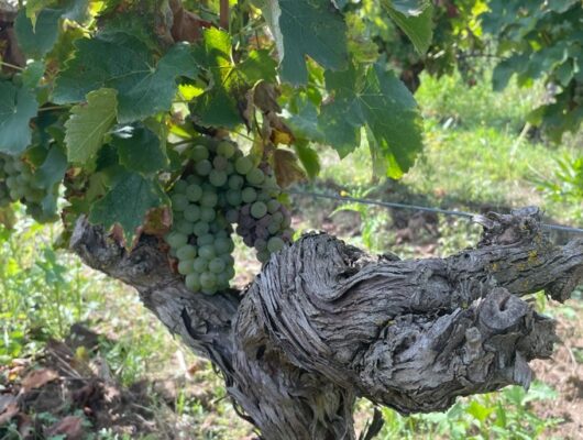 Domaine de la Gonorderie - photo2-11