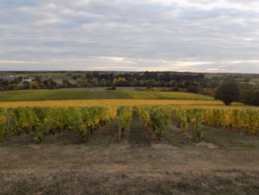 Vignobles en Scène – Balade haute en couleurs au Domaine de l&rsquo;Angelière - dscn3032