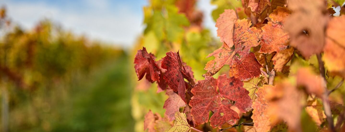 Vignobles en Scène – Balade haute en couleurs au Domaine de l&rsquo;Angelière