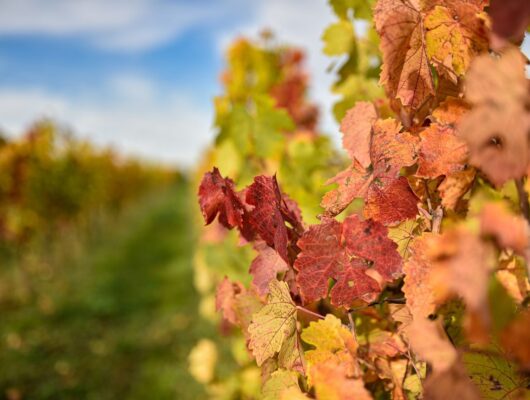 Vignobles en Scène – Balade haute en couleurs au Domaine de l&rsquo;Angelière - feuille-de-vigne