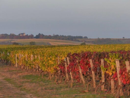 Vignobles en Scène – Balade haute en couleurs au Domaine de l&rsquo;Angelière - p1010318