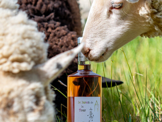 Domaine de Bois Mozé - moutons-6