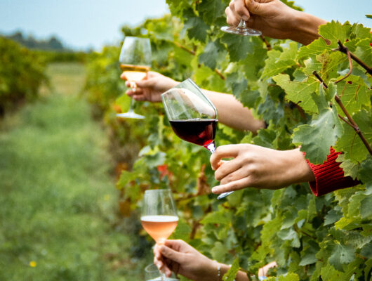 Domaine de Bois Mozé - verres-vin