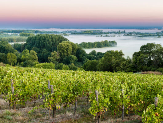 Route des vins – Loire sauvage et corniche angevine - corniche-angevine--c-sebastien-gaudard-4717-anjoutourisme-800px