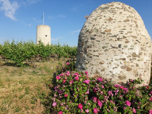 Route des vins – Coteaux et panoramas du Layon - moulin-guerin-saint-aubin-de-luigne-2023-davv--1-