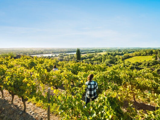 Route des vins – Loire sauvage et corniche angevine - vendanges--c-christophe-martin-7006-anjoutourisme-800px